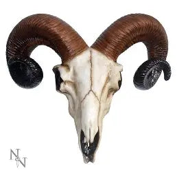 Ram's Skull 33cm